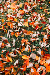 autumn leaves background