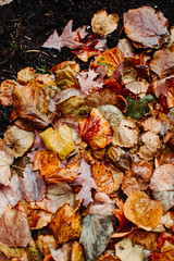 fallen autumn leaves