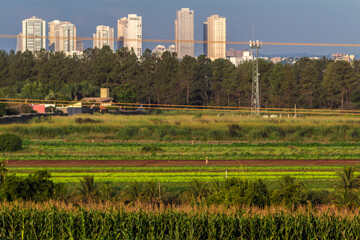 corn plantation in the foreground with vegetable gardens and blurred city skyline in the...