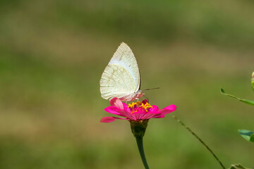 a butterfly landed on the flower