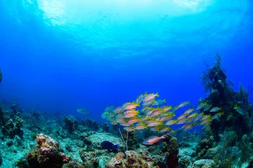 Foto op Aluminium coral reef with fish © Bruce