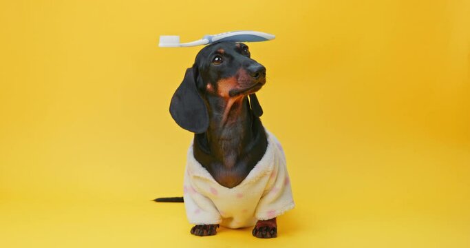Obedient small dachshund dog in pajamas on yellow background holds object, toothbrush, on his head Puppy development, obedience training with a handler, endurance exercise Smart pet shows funny tricks