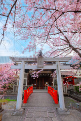 Kyoto, Japan - March 31 2023: Rokusonno shrine built in 963, enshrines MInamota no Tsunemoto the 6th grandson of Emperor Seiwa. It's one of the best cherryblossom viewing spots in Kyoto