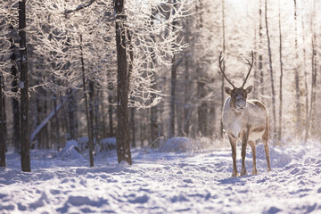 deer in snow