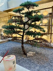 Japanese bonsai tree and lanterns