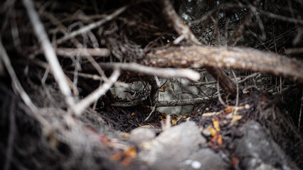 Magpie in brush, Galapagos