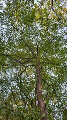 nature forest tree leaf outdoor