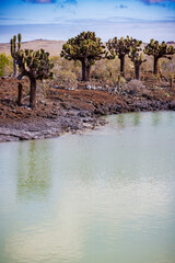 Lagoon pond surouded by cactus, Galapagos