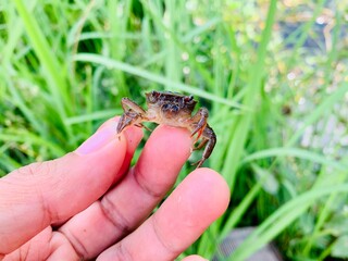 Field crab balls