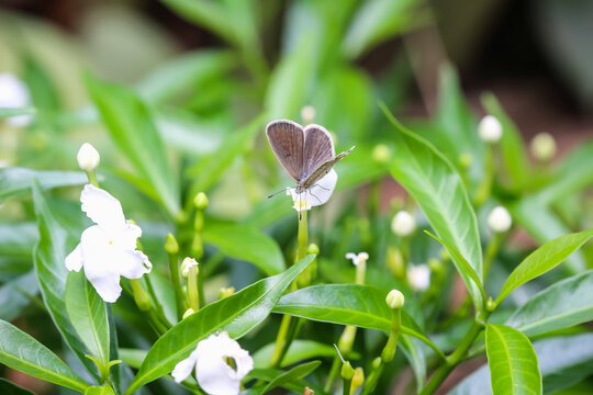 Single butterfly drinking nectar on white sampaguita jasmine flower blooming garden summer scenic background