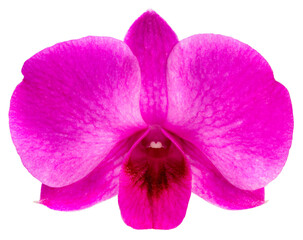 Purple orchid flower isolated on white background, Blooming orchids flower on white With clipping path.