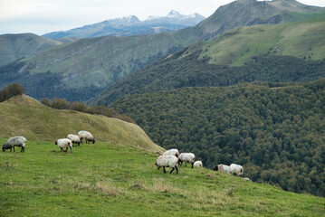Flock of Latxas or Manech sheep in the green mountains of the Pyrenees of the French Basque country...