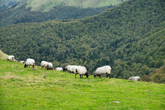 Flock of Latxas or Manech sheep in the green mountains of the Pyrenees of the French Basque country and Spain, autochthonous breed of the region. 