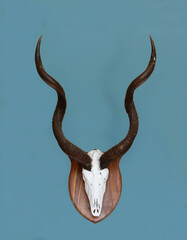 Kudu antlers done in an European mount style taxidermy hanging on a pale blue wall.