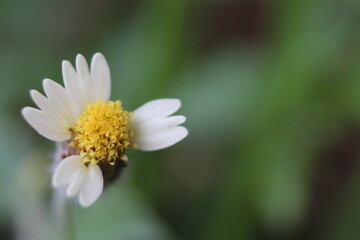 Obraz premium Inflorescência