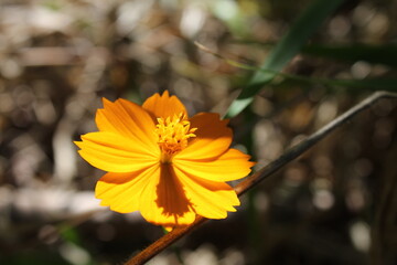 Flor amarela