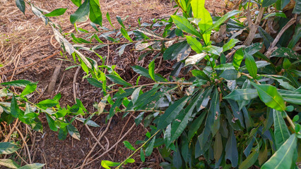 maja plant or Aegle marmelos