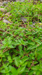 portrait of vines of green grass on the rocks