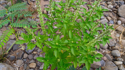 basil plant