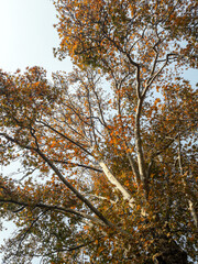 Autumn Trees in Shalimar Bagh