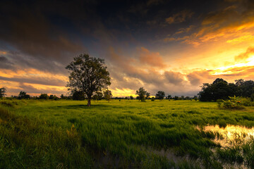 The rice fields are full, waiting to be harveste at countryside with sunset. Farm, Agriculture concept.