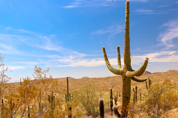 In the photograph of beautiful and majestic Saguaros cacti in the bright sunlight of the Arizona desert, the scene is bathed in the intense glow of the sun, capturing the essence of the Sonoran Desert