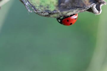 A closeup of a red ladybug on a leaf