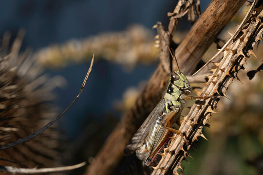 A closeup image of a grasshopper on a thorny branch - Powered by Adobe