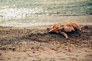 Dog playing on the beach. dog, pet, family concept.