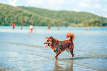 Dog playing on the beach water. dog, pet, family concept.