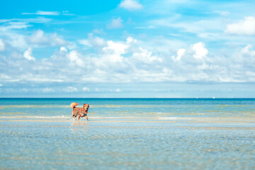 Fototapeta na wymiar Dog playing on the beach water. dog, pet, family concept.