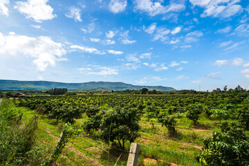 Fototapeta na wymiar Mango trees on farm. Alley of mango trees on mountain midday with beautiful blue sky background. orchard, farm, agriculture concept.