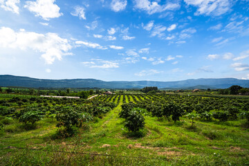 Fototapeta na wymiar Mango trees on farm. Alley of mango trees on mountain midday with beautiful blue sky background. orchard, farm, agriculture concept.