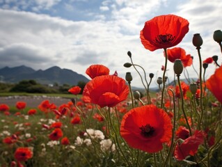 a field of red flowers