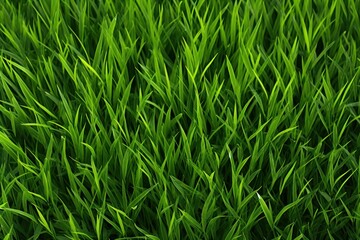 Fototapeta na wymiar a close up of grass