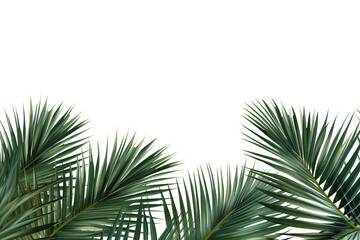 border of coconut palm foliage isolated white background