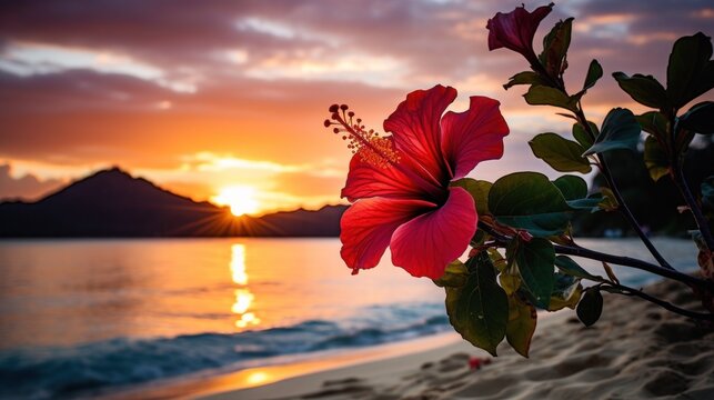 a flower on a beach