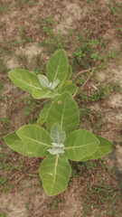 Crown of thorns (Calotropis gigantea)