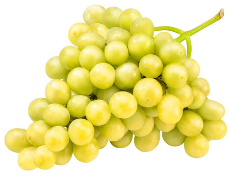 24 American Seedless Green Grapes Images, Stock Photos, 3D objects