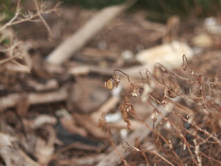 Butterfly on dry grass in the forest. Selective focus.