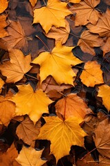 Naklejka na ściany i meble a group of orange and brown leaves floating on water