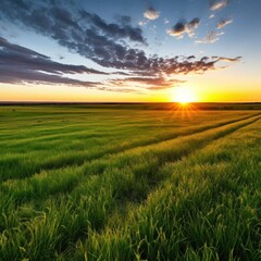 a field of grass with the sun setting