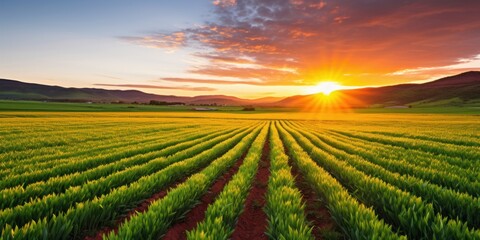 a field of green plants with the sun setting behind it