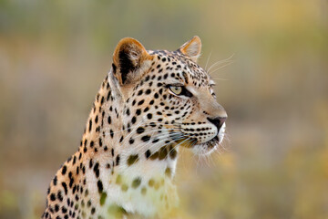 Portrait of an alert leopard (Panthera pardus) in natural habitat, South Africa.