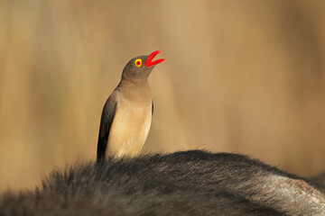 A red-billed oxpecker (Buphagus erythrorhynchus) on a buffalo, Kruger National Park, South Africa.