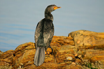 A reed cormorant (Microcarbo africanus) perched on a coastal rock, South Africa.