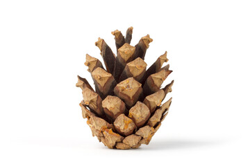Spruce cone on white background. Close-up of a spruce cone.