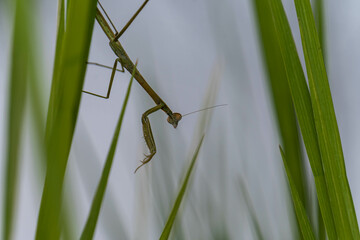 praying mantis on green grass