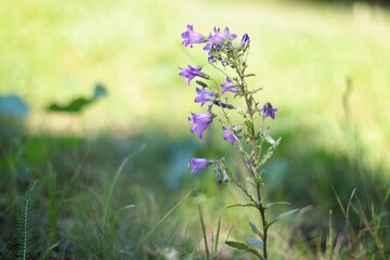 flowers in the garden