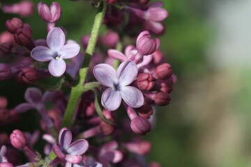 close up of a flower